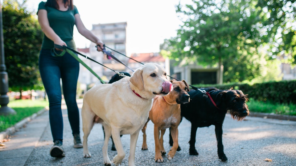 What To Look For In A Good Dog Sitter