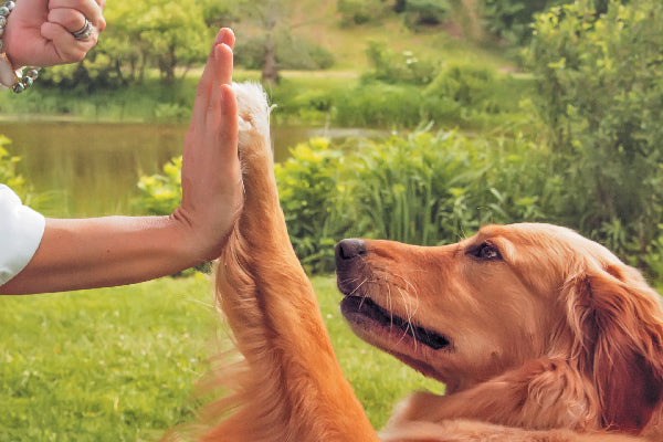 New Incredible Dog Training Strategy!