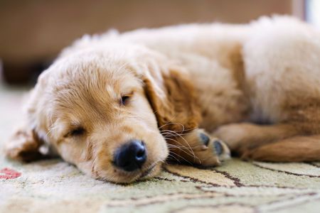 Why Does Your Dog Sleep So Much