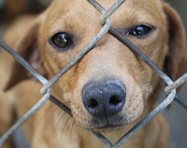 Please Adopt Don't Shop
