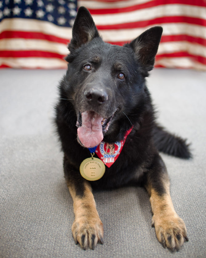 Dogs Are Heroes