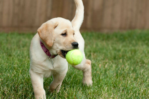 Make Sure Your Dog Toys Are Safe