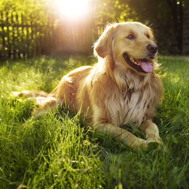 Lyme Disease With Dogs