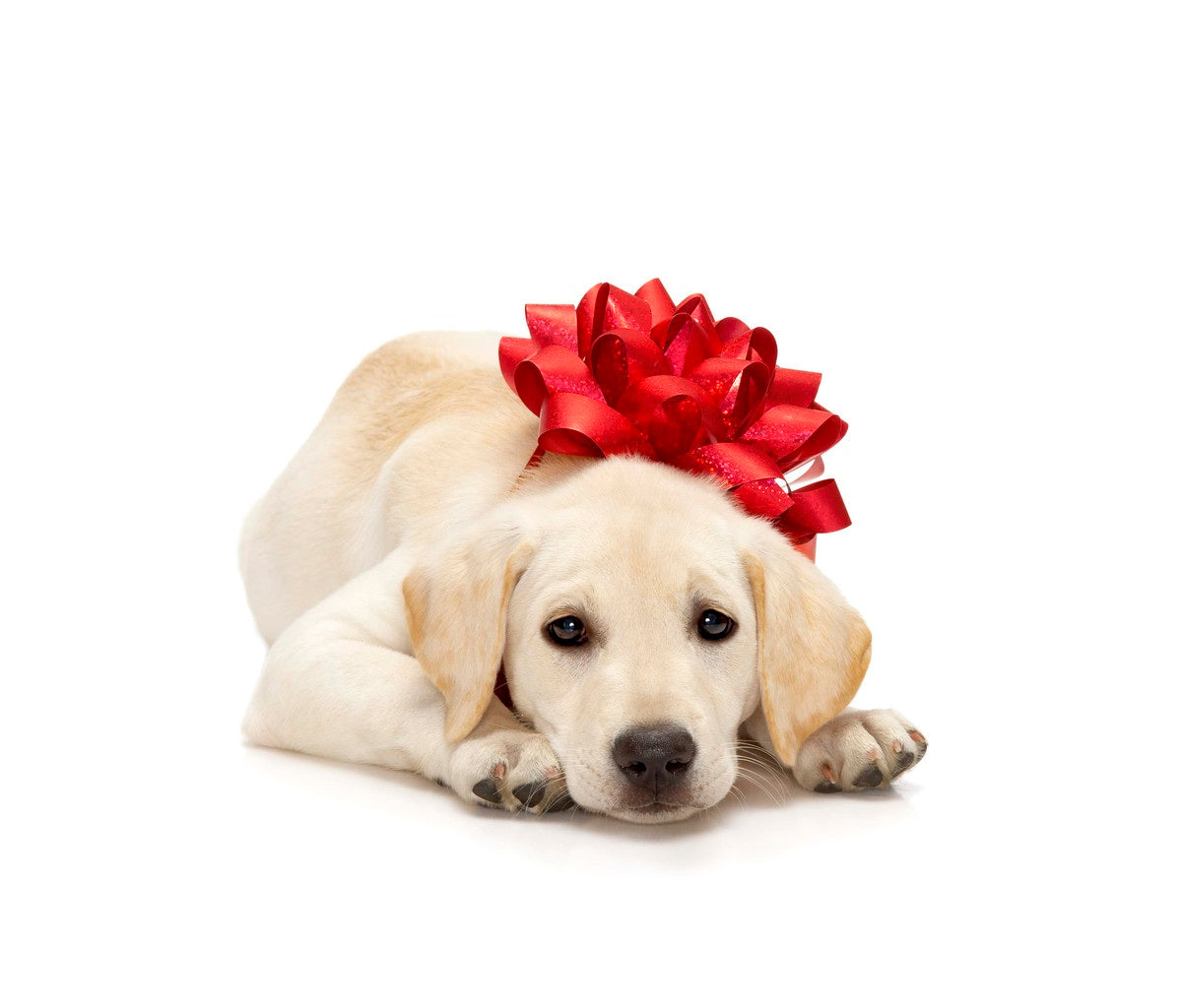 3 Things You Should Know Before Getting a Dog