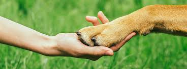 How To Actually Cut Your Dogs Nails Correctly