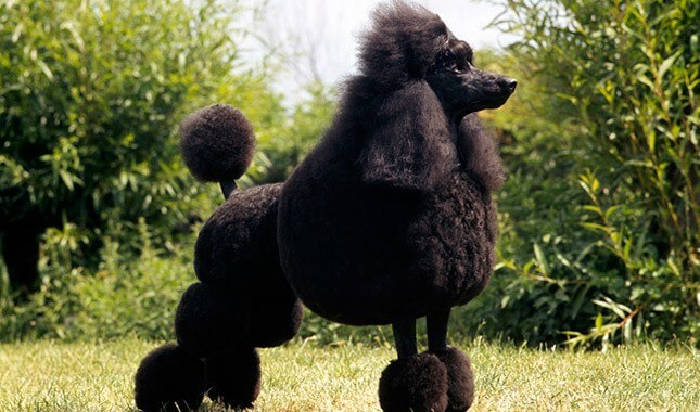 Top 5 Smartest Dog Breeds