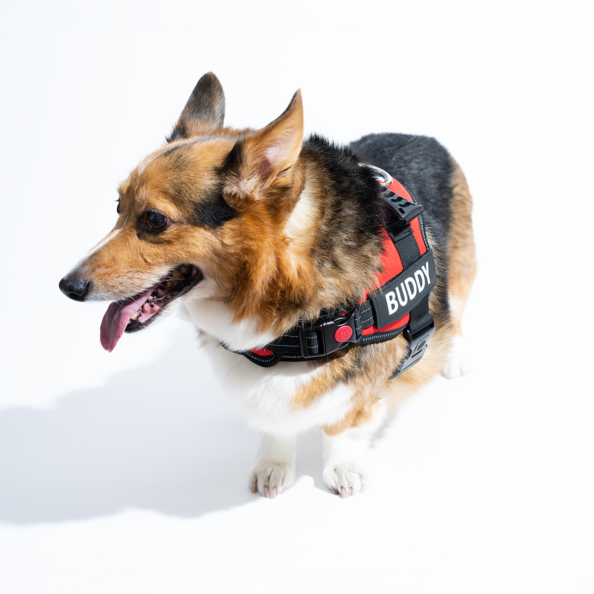 Custom Anti-Choke Dog Harness